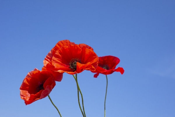 Відтепер 8 травня буде офіційно вихідним і Днем пам'яті та перемоги у Другій світовій війні
